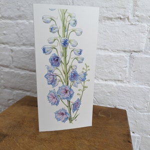 Blue Delphinium
