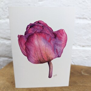Magenta Tulip