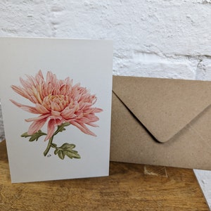 Chrysanthème 'Allouise Salmon'