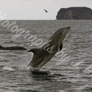 Könnte beinhalten: Ein Delfin springt aus dem Wasser, mit offenem Maul, während er zu einer kleinen Insel in der Ferne springt. Der Delfin ist silhouettiert vor dem bewölkten Himmel.
