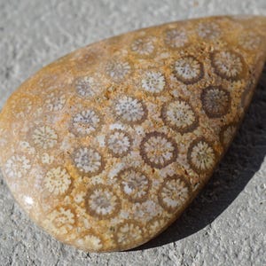 Antique Fossilized Coral For Pendant Gemstones Cabochon Jewelry Teardrop Shape Collection Cabochons Fosil  Lapidary Artist Gemstone Gems Gem