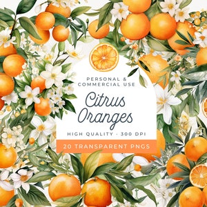 Clipart de naranjas cítricas de acuarela, baby shower Little Cutie, flores de naranja, corona de naranja, despedida de soltera de cítricos, flores de naranja PNG
