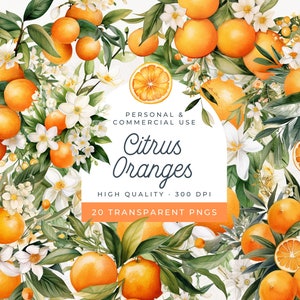 Puede incluir: Una ilustración digital de 20 naranjas cítricas de acuarela con flores blancas y hojas verdes. Las naranjas están dispuestas en un círculo con el texto "Citrus Oranges" en el centro. El texto "Uso personal y comercial" y "Alta calidad, 300 DPI" también están incluidos en la imagen.