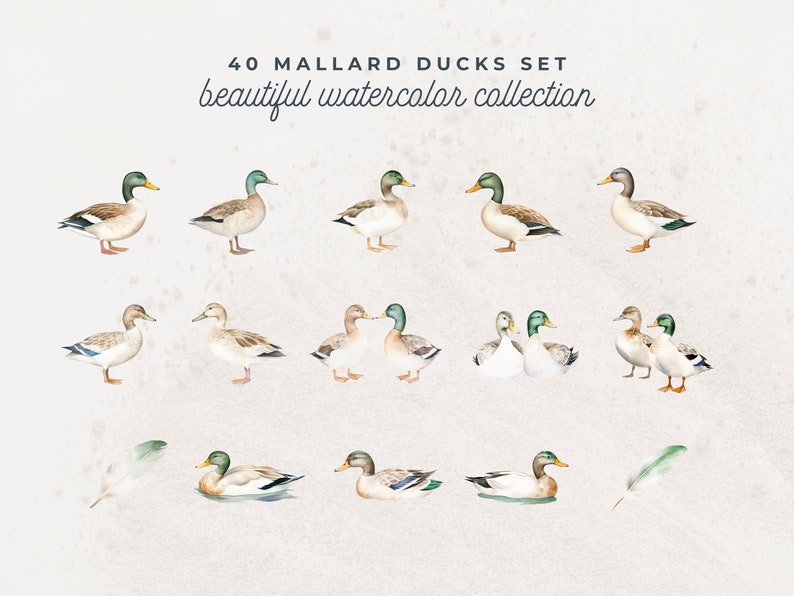 Watercolor Mallard Duck Clipart, PNG Digital Illustration Bundle, for ...