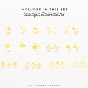 Puede incluir: Un conjunto de 20 ilustraciones de acuarela de pollitos en varias poses, incluyendo pollitos saliendo de los huevos. Las ilustraciones son perfectas para manualidades de Pascua, scrapbooking y otros proyectos creativos.