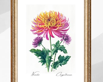 November Birth Flower Chrysanthemum Watercolor Art Print (Digital Download)