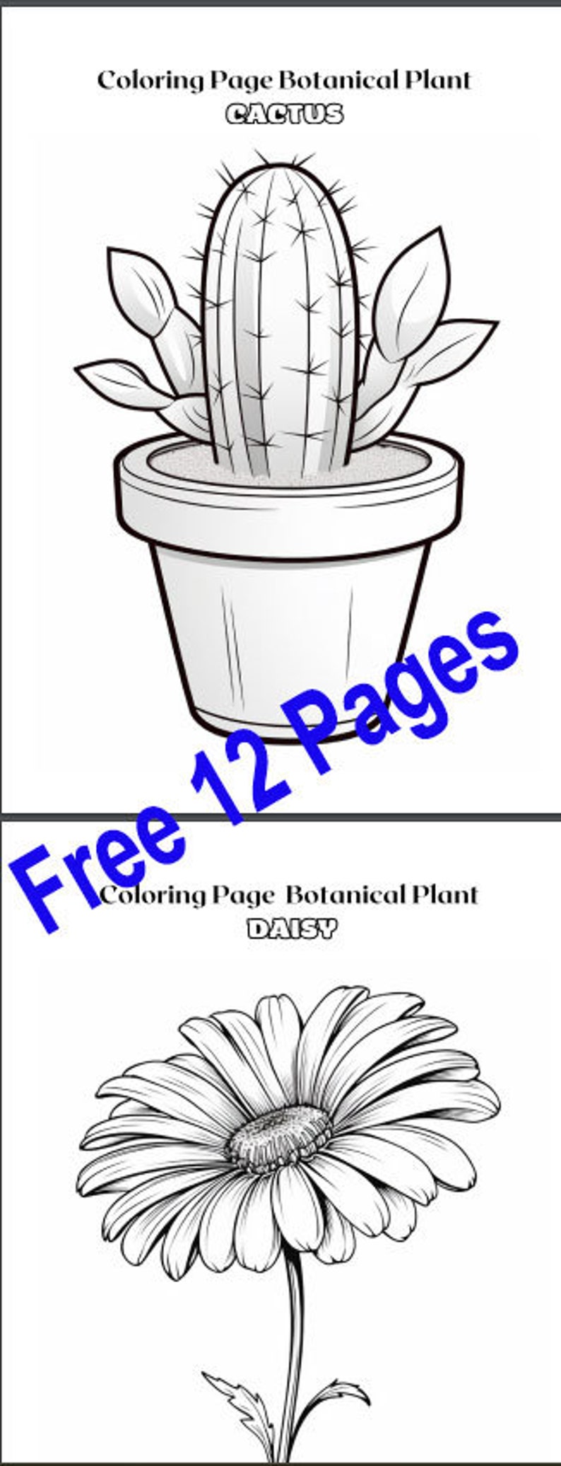 Educational Cards Leaf Identification Fall Leaves Plant Identification ...
