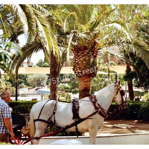 Mijas Horses Film Photography, Vintage Wall Art, Digital Download, Film Print