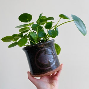 May include: A green potted plant with round leaves in a dark brown ceramic pot with a brown circle and a stylised bird design.