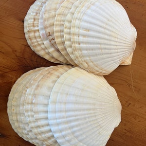 Vintage Scallop Shells