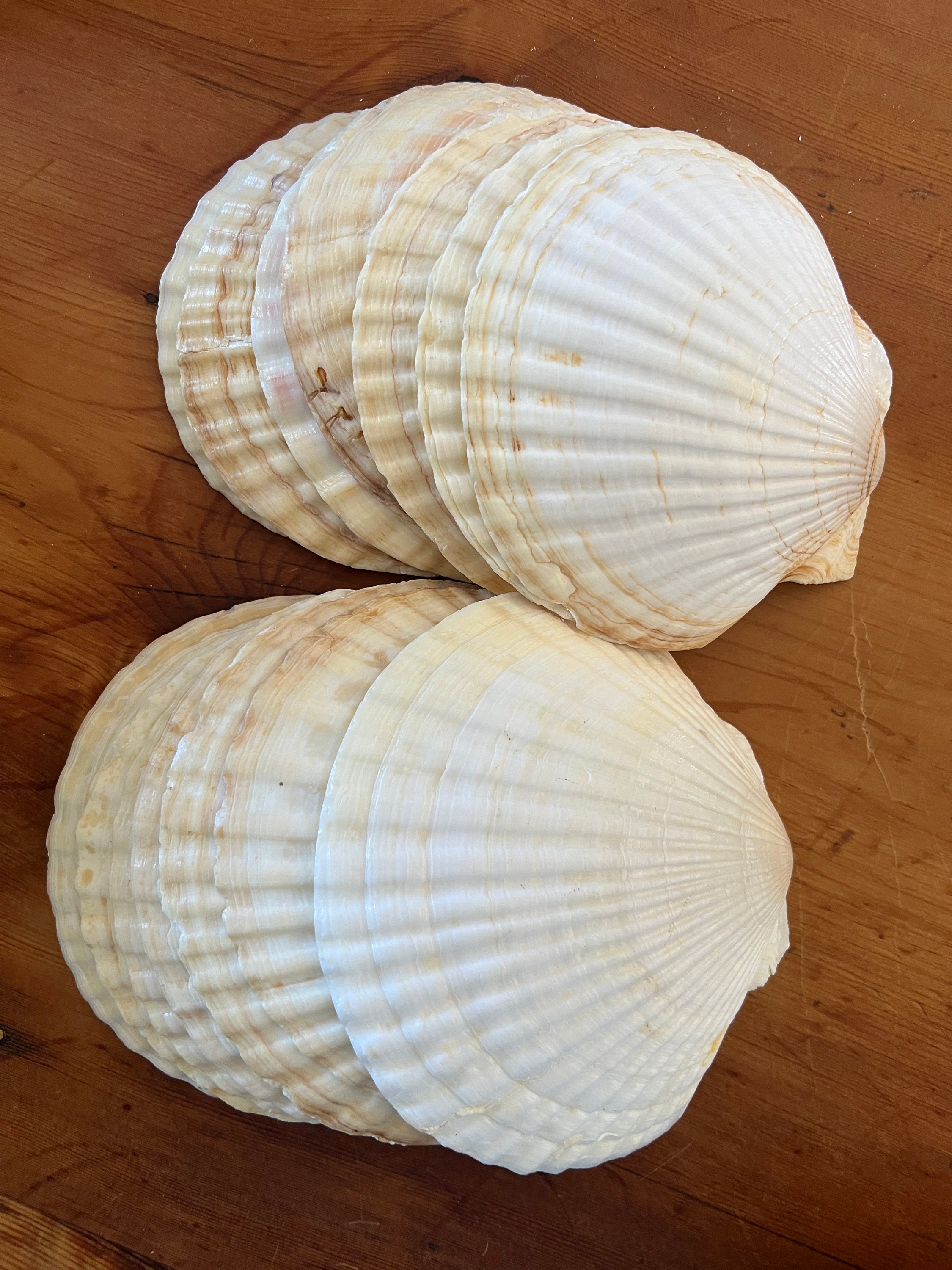 Vintage Scallop Shells