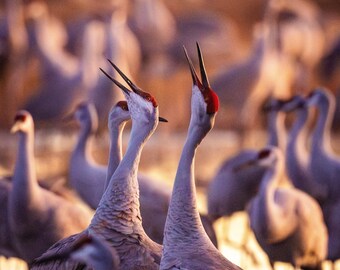 Sandhill Cranes, New Mexico - Print