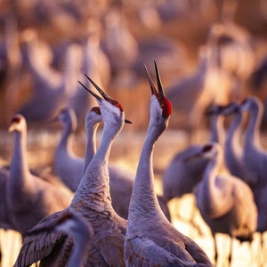Sandhill Cranes, New Mexico - Print
