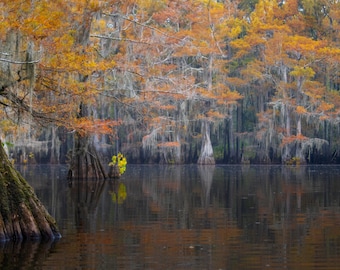Fall in the Bayou, Caddo Lake, Texas and Louisiana