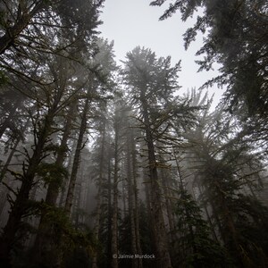 PNW - Trees in Rain and Mist