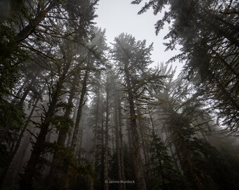PNW - Trees in Rain and Mist