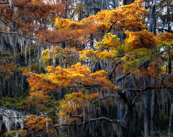 Fall in the Bayou, Caddo Lake, Texas and Louisiana