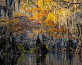 Fall in the Bayou, Caddo Lake, Texas and Louisiana