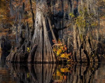Fall in the Bayou, Caddo Lake, Texas and Louisiana