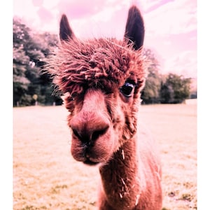 Alpaca Poster – Instant Download