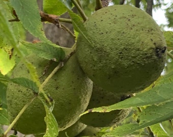 Black Walnuts in their green shell