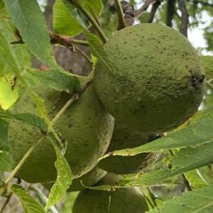 May include: Several round, green walnuts with textured, speckled husks hang from a tree branch. The fruits are surrounded by elongated, serrated green leaves that show minor brown spots, indicating natural growth on the tree in a garden setting.