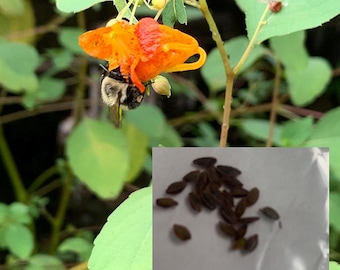 Jewelweed seeds aka: Touch me knots (orange)