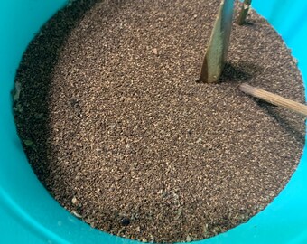 Mullein Seeds, herbal