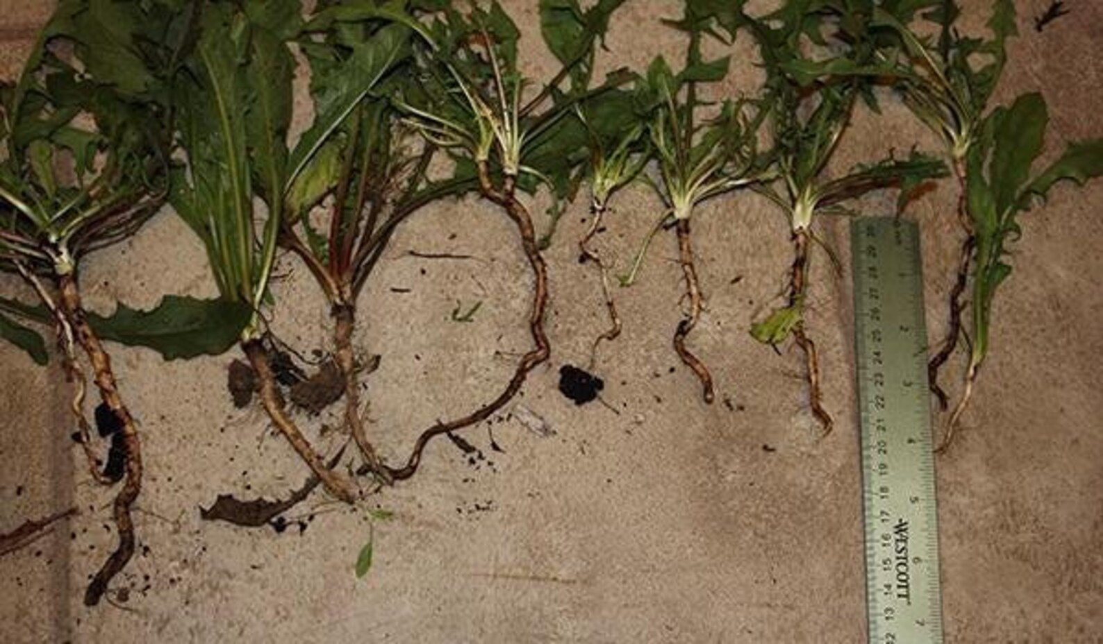 Dandelion Roots Rotting Dandelion Live Bare Roots - Etsy