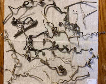 20 Grapevine Tendril, Curls