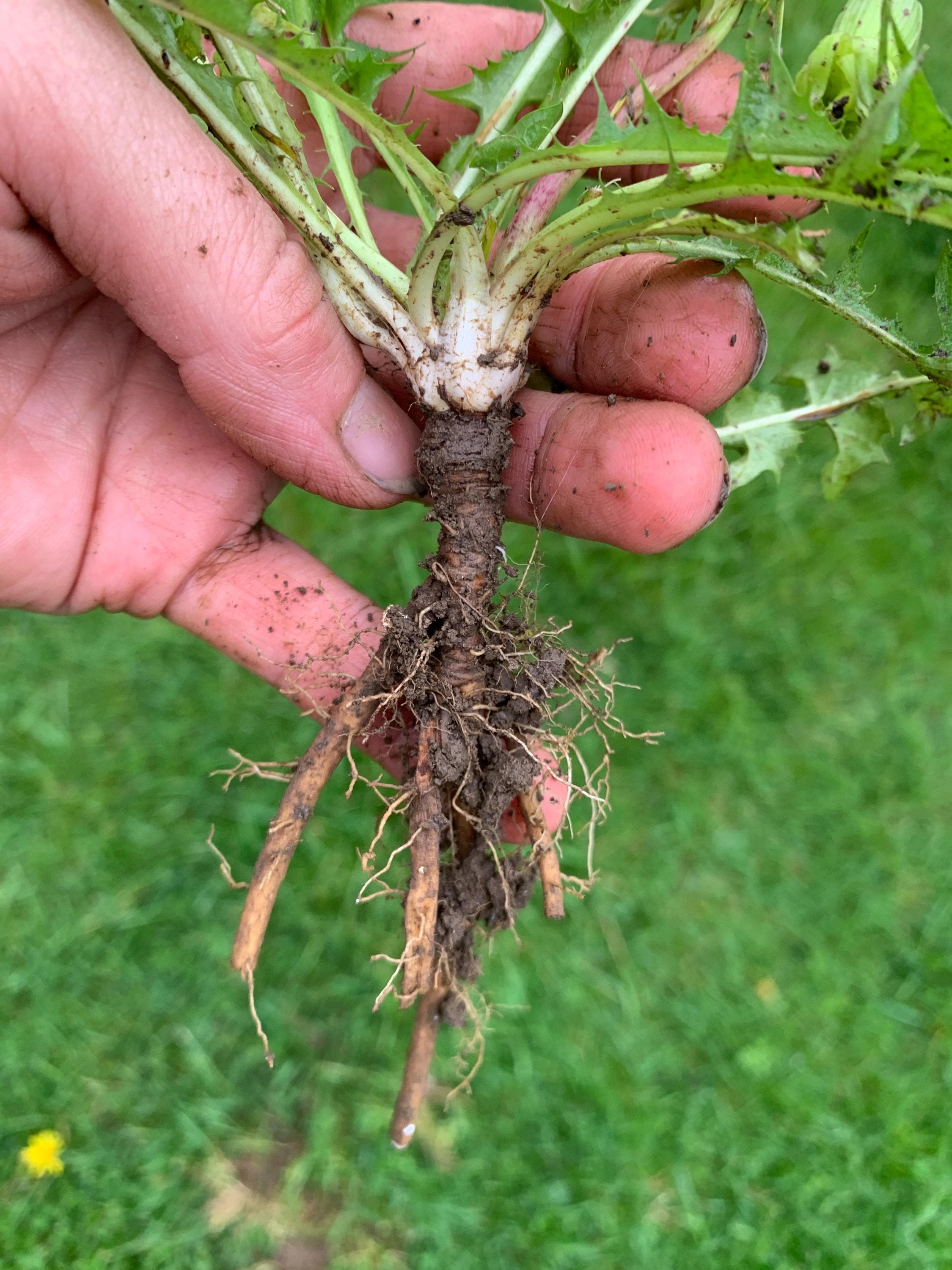 Dandelion Roots Rotting Dandelion Live Bare Roots - Etsy