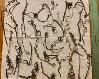 20 Grapevine Tendril, Curls