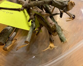 Apple Tree Branches, dried