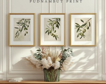 May include: Three framed botanical prints featuring olive branches with green olives and leaves. The prints are in gold frames and are displayed above a wooden cabinet. The text "PUDNAMBUT PRINT" is above the frames.