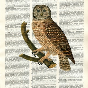 Owl Vintage Dictionary Art Print