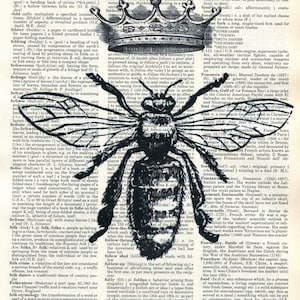 May include: A black and white illustration of a bee with wings spread out. The bee is superimposed on a page of a dictionary with text about the word "foliage".