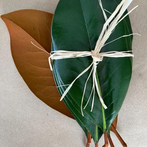 Grandi foglie piatte di magnolia fresca