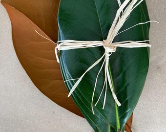 Large Flat Fresh Magnolia Leaves