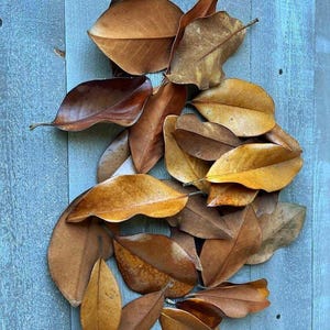 Dried Brown Magnolia Leaves