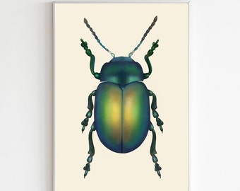 Tansy Beetle Print A3  // illustrated wall art, poster, nature study, entomology print