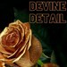 DevineDetail