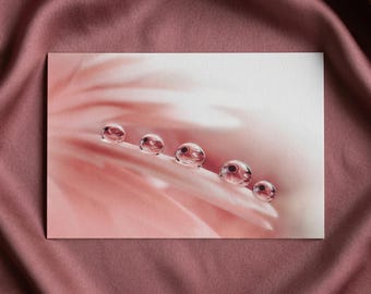 Pink Floral Wall Decor: Peace Dew Drops Gerbera Daisy Petal Photographic Print Nature Botanical Art Prints - Loose - Framed - Canvas Wrap