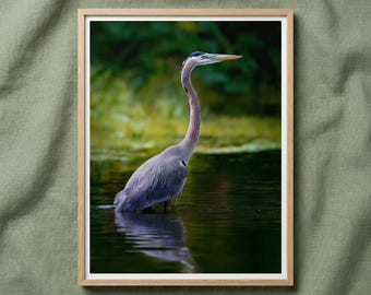 Blue Heron Wall Art: Photorealistic Marsh Wildlife Digital Painting (Downloadable)