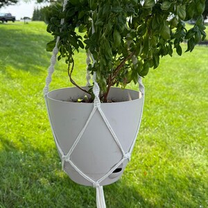 May include: A white macrame plant hanger made of knotted cord suspending a light gray plastic pot containing a lush green basil plant. The hanger features a series of decorative knots and a long tassel at the bottom, holding the container securely.