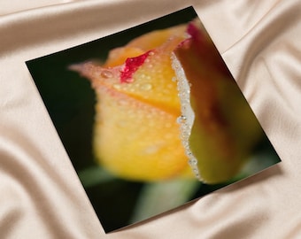 Arte floral para pared: Rocío sobre rosa amarilla. Fotografía botánica de la naturaleza. Láminas sueltas, enmarcadas y montadas sobre lienzo.