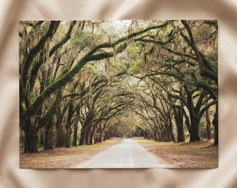 Arte de la región costera, fotografía de carretera sin marco, enmarcada, lienzo con impresión de roble vivo, musgo español, decoración sureña, impresión de naturaleza, Savannah, Georgia