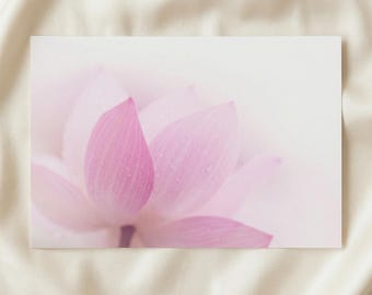 Tranquilidad: Fotografía de primer plano de pétalos de loto rosas para pared.