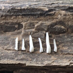 Cat Incisor Teeth - Real Feline Teeth