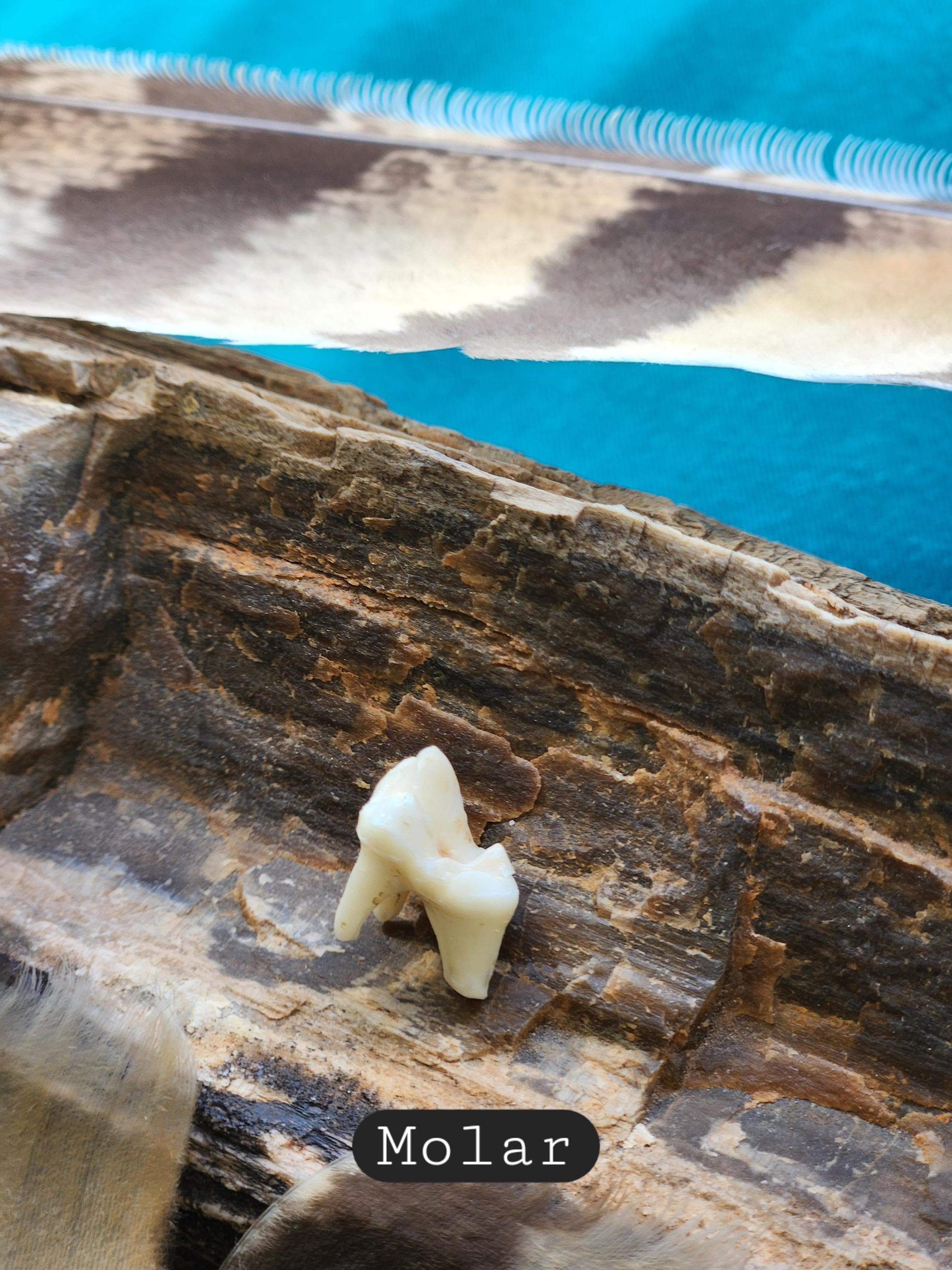 Tooth Ball Spiral Cage Canine Tooth Ball - Real Dog Tooth - Etsy