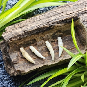 May include: Four fossilized teeth on a piece of petrified wood. The teeth are white and have a smooth, polished surface. The wood is brown and has a rough texture.
